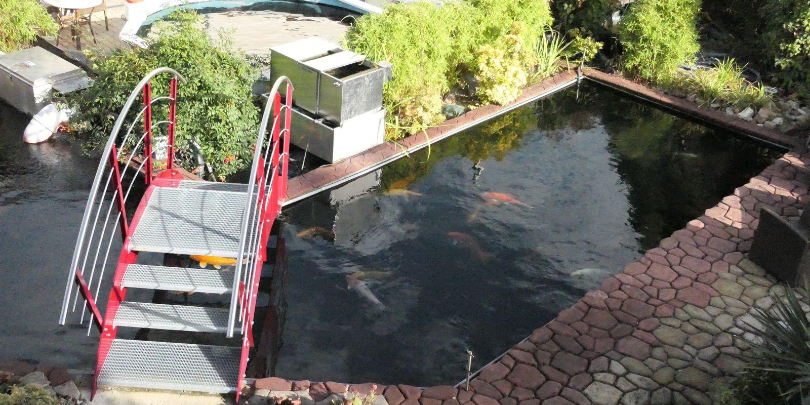 In unserem großen Koiteich schwimmen bildschöne Japankoi Sansai und Yonsai. Ein Blick auf unseren großen Teich aus der Vogelperspektive