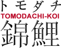 Tomodachi-Koi - von Koifreunden für Koifreunde