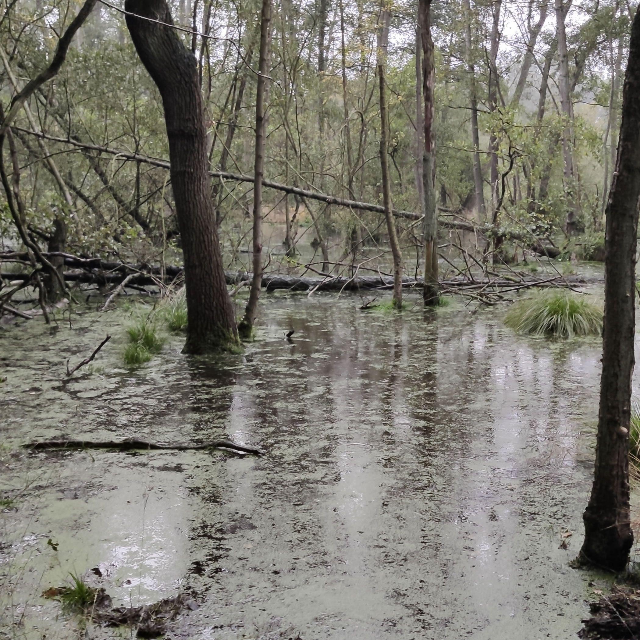 Das vorgelagerte Sumpfgebiet erschwert den Weg zur Teichanlage.